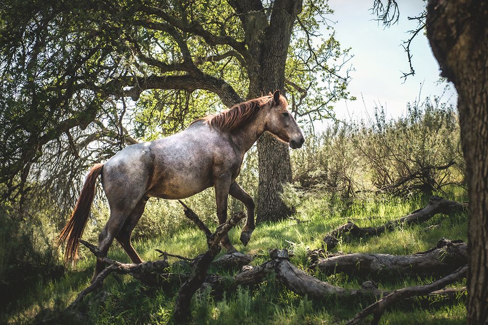 Hillside Horse art print by Tim Mossholder for $57.95 CAD