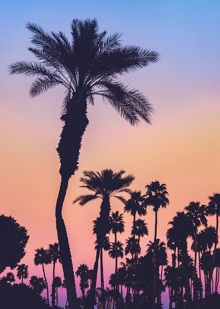 Palms at Sunset art print by Tim Mossholder for $57.95 CAD