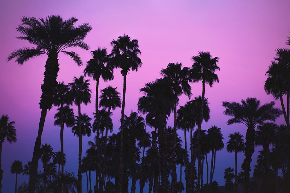 Palms with Pink Sky art print by Tim Mossholder for $57.95 CAD