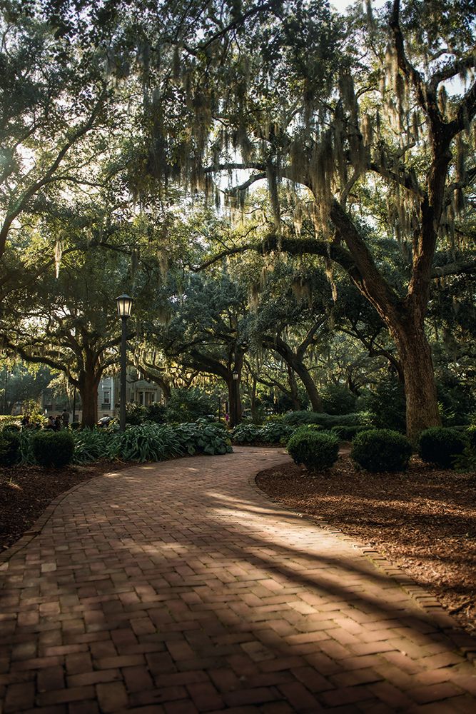 Oaks in Savannah art print by Tim Mossholder for $57.95 CAD