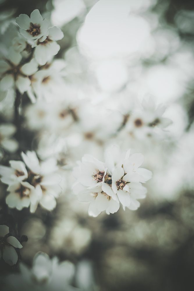 Almond Blossoms art print by Tim Mossholder for $57.95 CAD