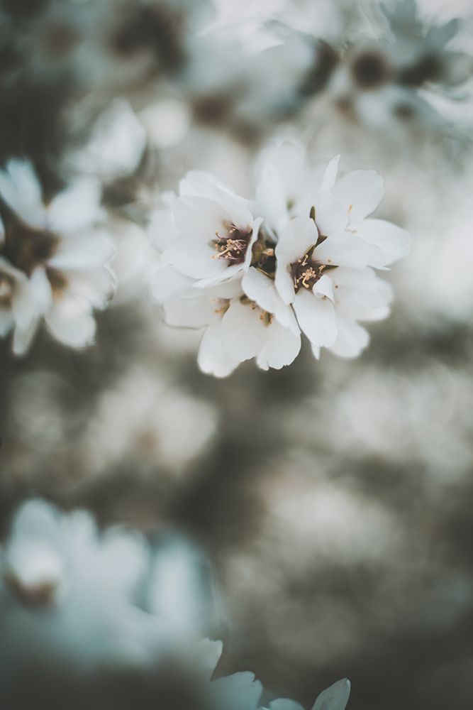 Almond Blossoms art print by Tim Mossholder for $57.95 CAD