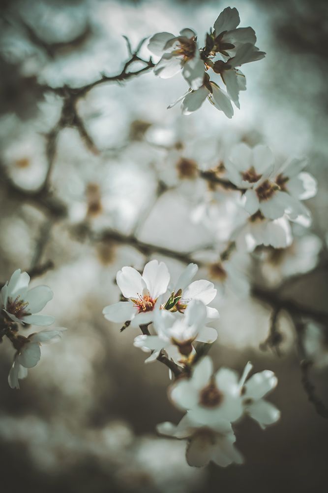 Almond Blossoms art print by Tim Mossholder for $57.95 CAD