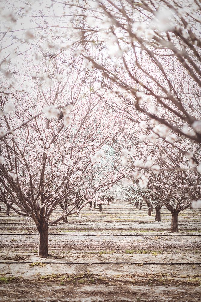 Almond Orchard art print by Tim Mossholder for $57.95 CAD