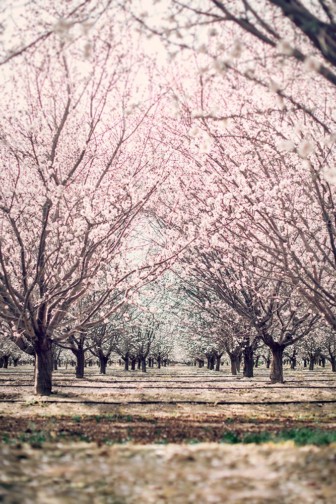 Almond Orchard art print by Tim Mossholder for $57.95 CAD