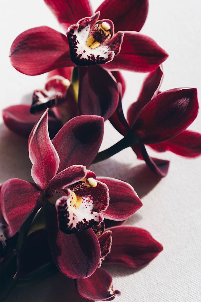 Delicate Orchid art print by Anastasia Sawall for $57.95 CAD