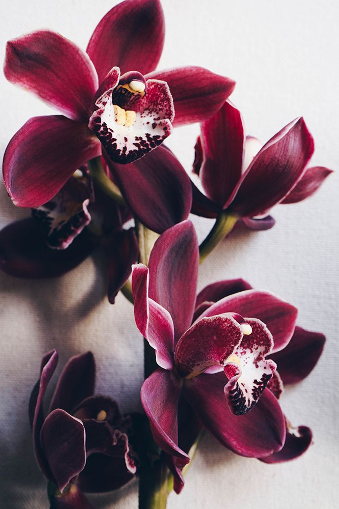 Red Cymbidium Orchid art print by Anastasia Sawall for $57.95 CAD