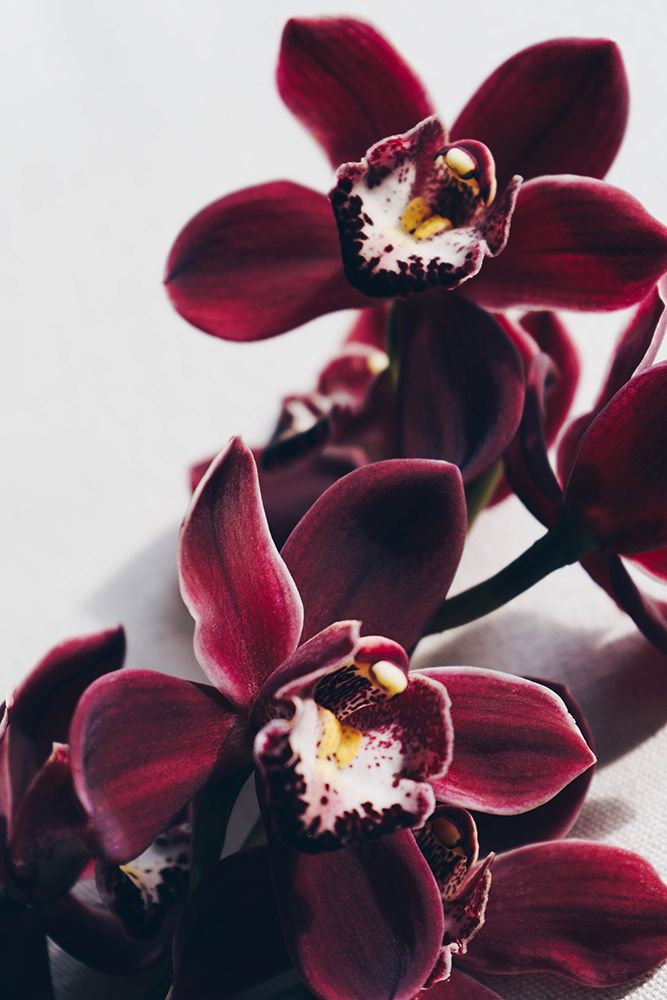 Velvet Orchid art print by Anastasia Sawall for $57.95 CAD