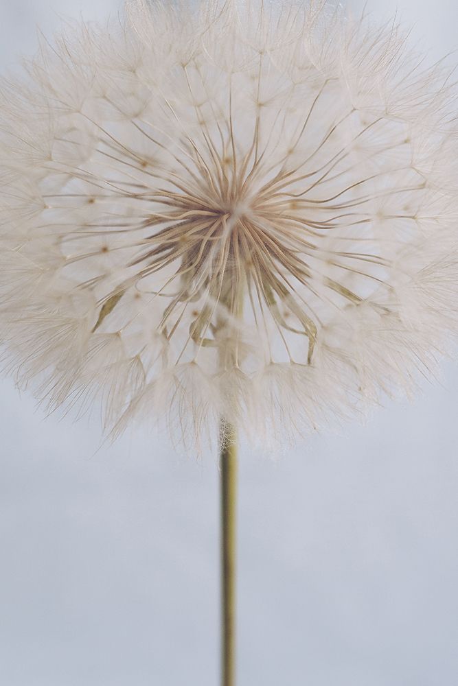 Delicate Dandelion art print by Anastasia Sawall for $57.95 CAD
