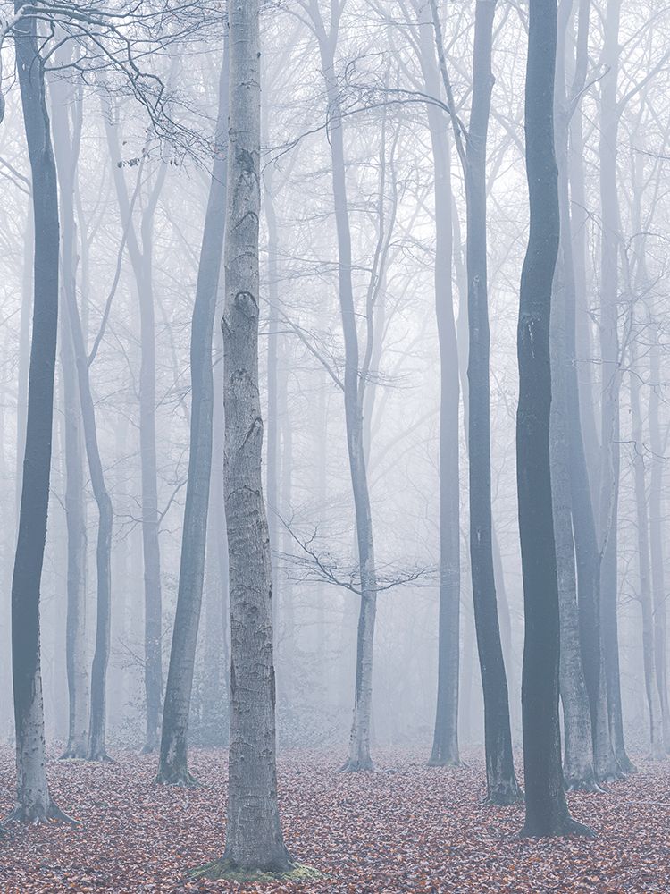 trees in fog art print by Maurice Mies for $57.95 CAD
