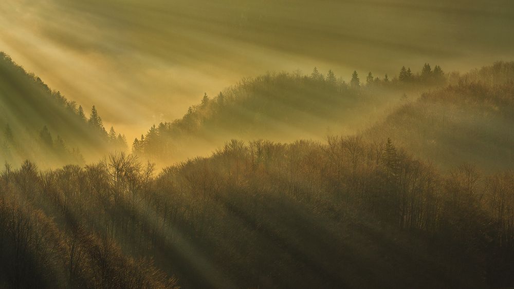 Rays of morning art print by Bor for $57.95 CAD
