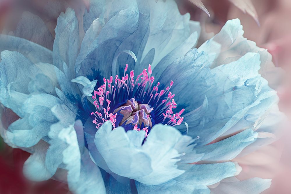 Peony art print by Jacky Parker for $57.95 CAD