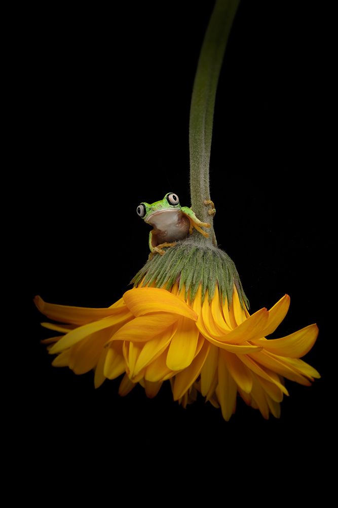 The Lemur Tree Frog and the Gerbera art print by Linda D Lester for $57.95 CAD
