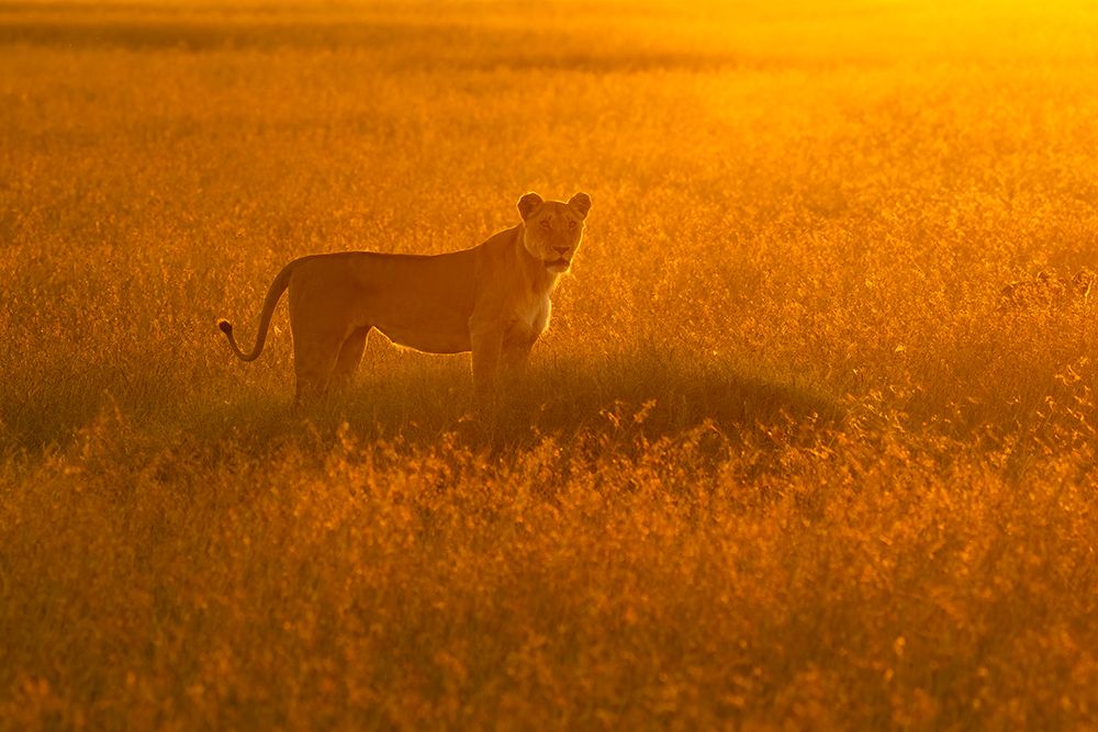 Golden Savannah art print by Roberto Marchegiani for $57.95 CAD