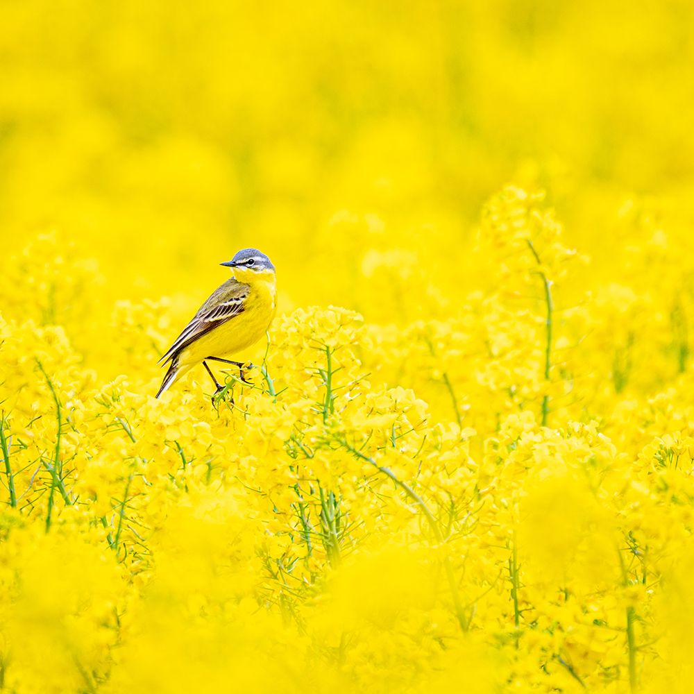 Yellow wagtail art print by Dan Larsson for $57.95 CAD