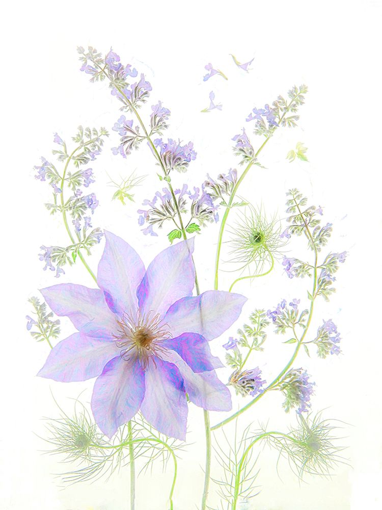 Purple Clematis art print by Fangping Zhou for $57.95 CAD