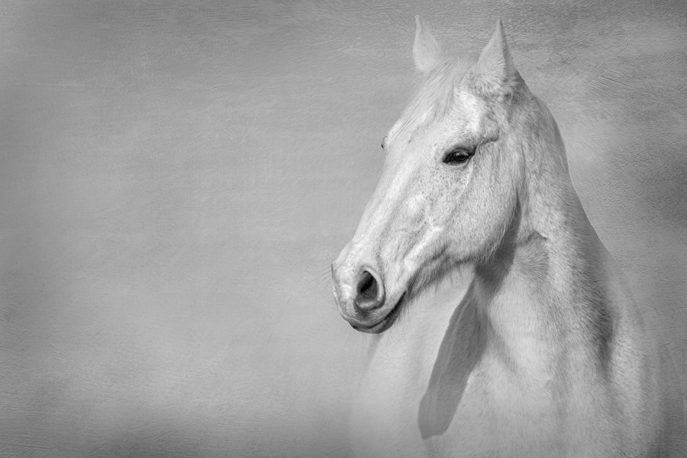 The Grey Horse art print by Julie Tennant for $57.95 CAD