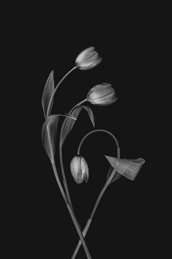 Bending Tulips art print by Lydia Jacobs for $57.95 CAD