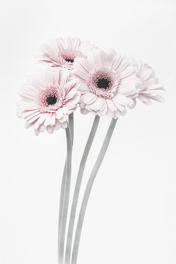 Pink Flowers art print by 1x Studio III for $57.95 CAD