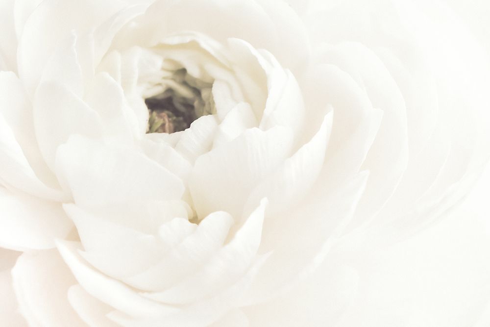 White Flower 02 art print by 1x Studio III for $57.95 CAD