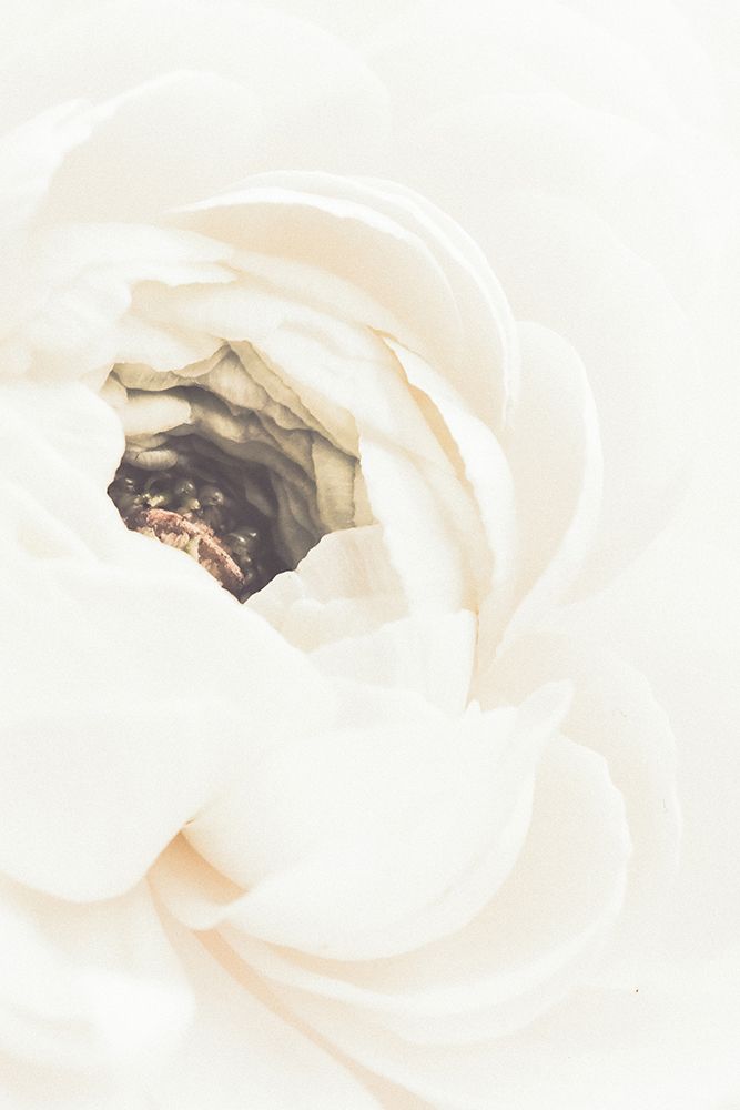 White Flower 01 art print by 1x Studio III for $57.95 CAD