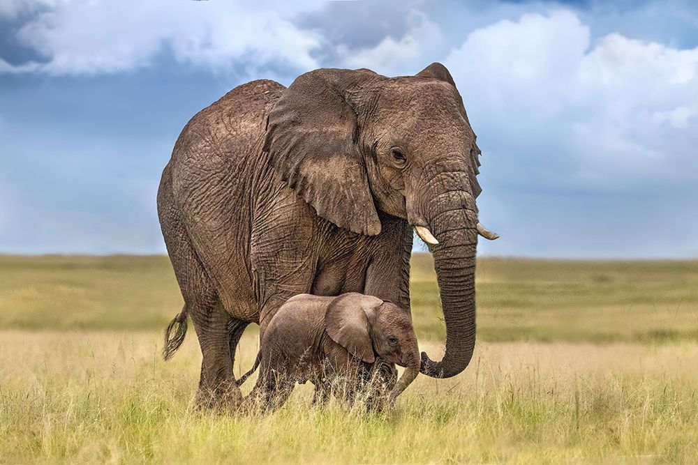 Mom elephant with her calf art print by Xavier Ortega for $57.95 CAD