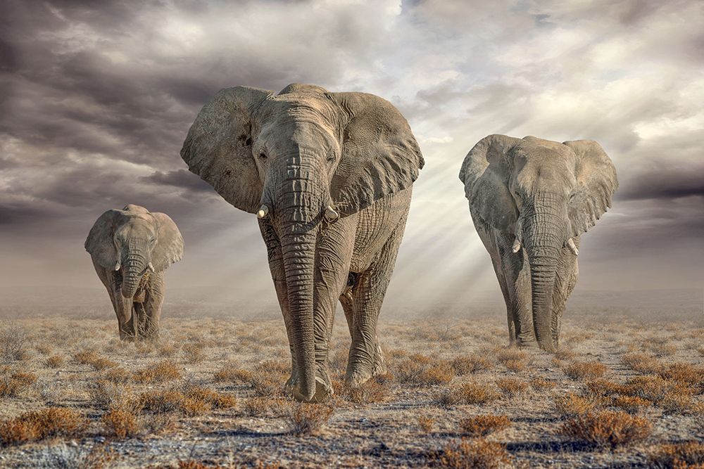 EtoshaElephants art print by Marcel Egger for $57.95 CAD