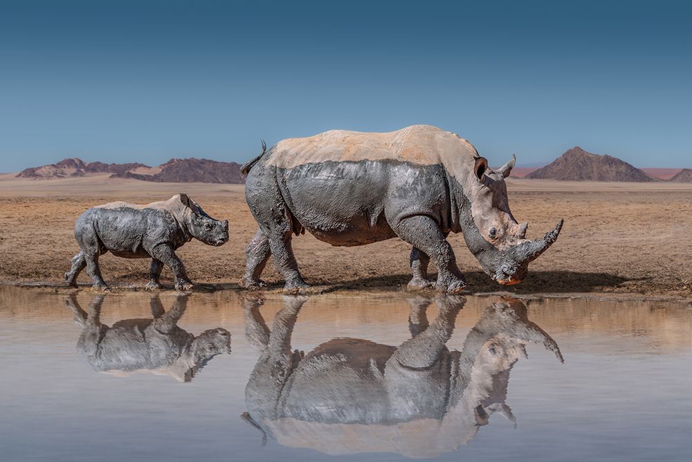 RhinosWalk art print by Marcel Egger for $57.95 CAD