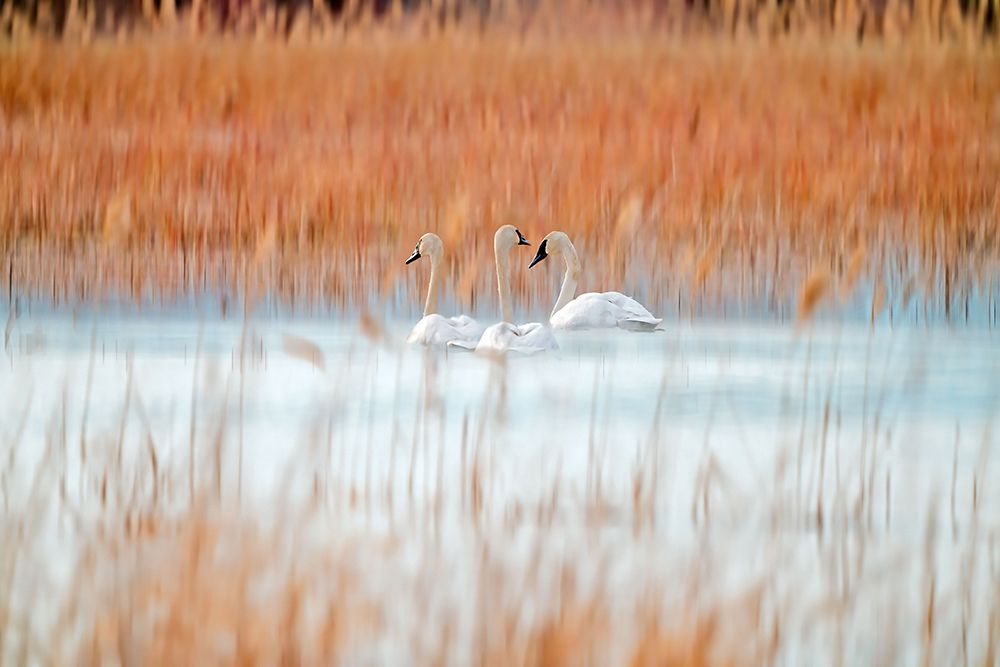 Three white swans art print by Leanne Lei for $57.95 CAD