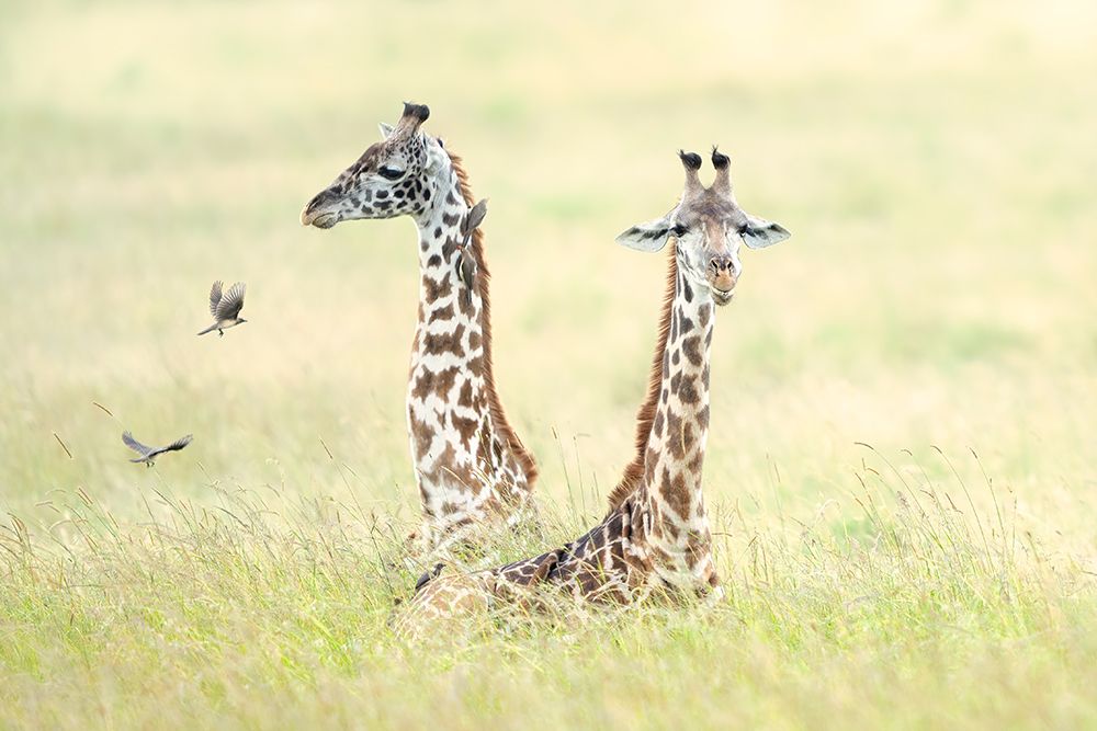 Giraffes in Masai Mara art print by Roberto Marchegiani for $57.95 CAD