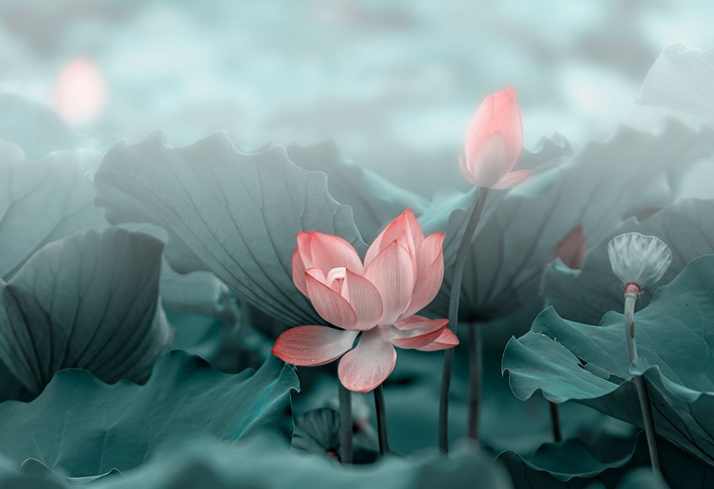 Lotus Flower and Bud art print by Betty Liu for $57.95 CAD