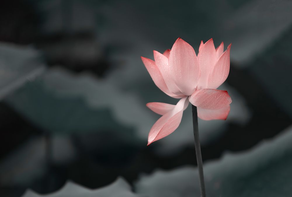 Lotus Flower art print by Betty Liu for $57.95 CAD