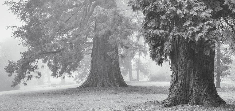 Legacy art print by Ellen Borggreve for $57.95 CAD