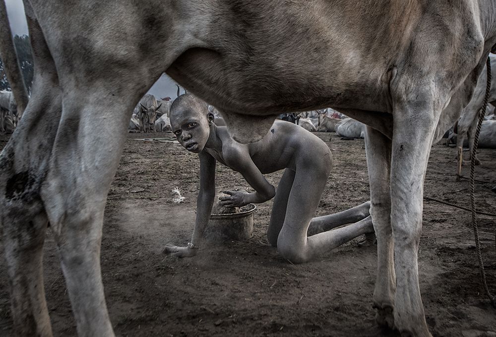 Collecting dung in a mundari cattle camp. art print by Joxe Inazio Kuesta for $57.95 CAD