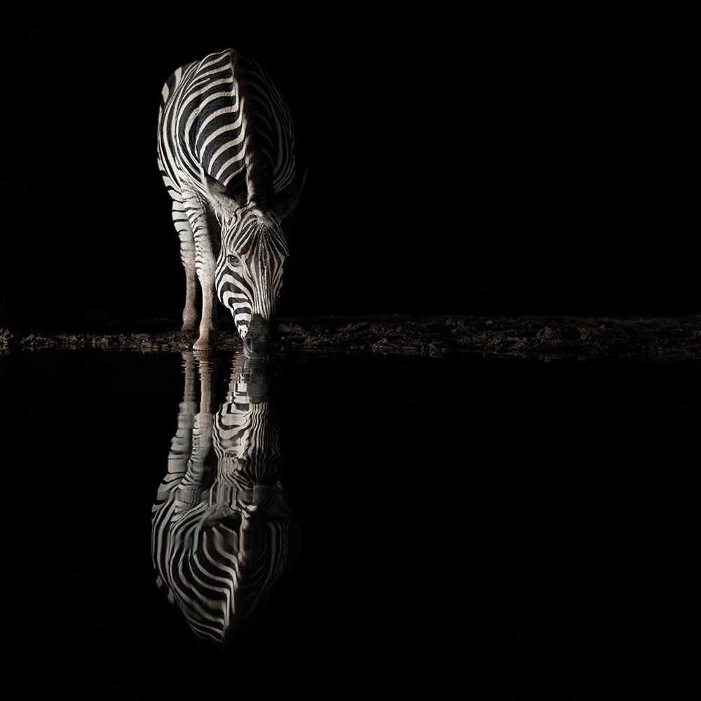 Drinking Zebra art print by Bart Michiels for $57.95 CAD