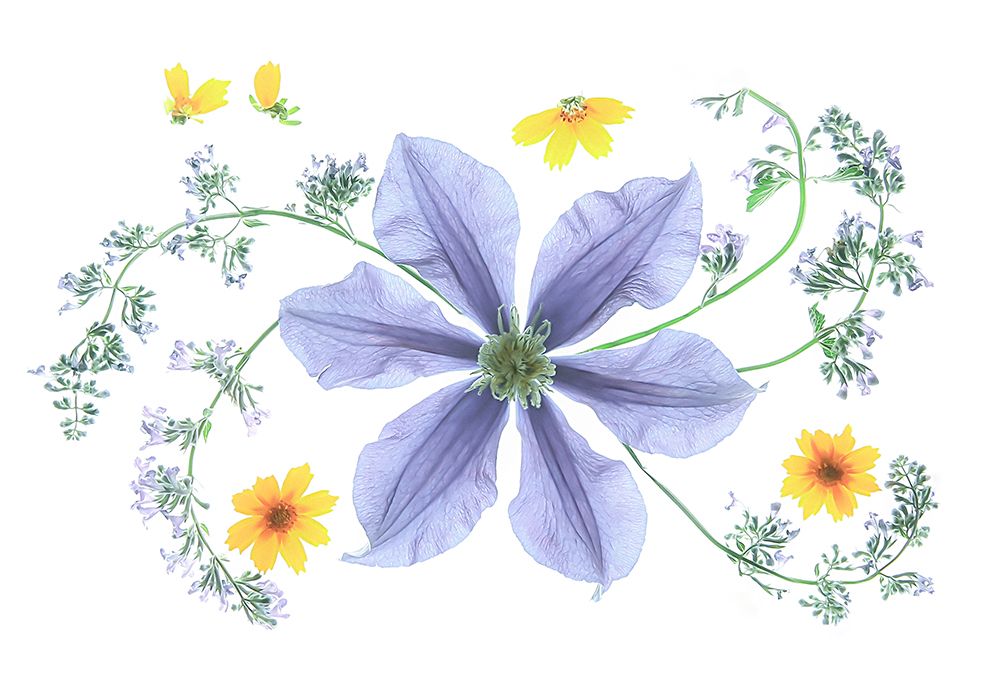 Blue Clematis art print by Fangping Zhou for $57.95 CAD
