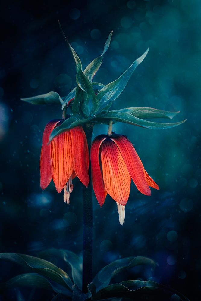 Fritillaria art print by Cicek Kiral for $57.95 CAD