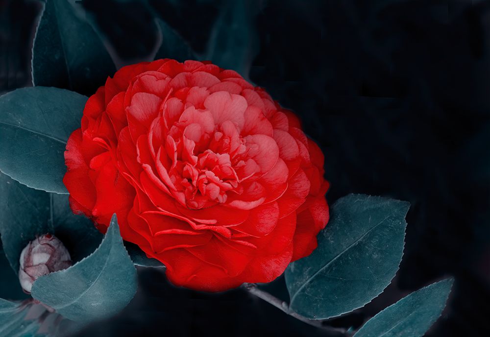 Red Camellia Flower art print by Betty Liu for $57.95 CAD