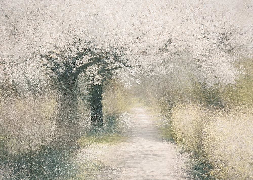 Cherry blossom art print by Nel Talen for $57.95 CAD