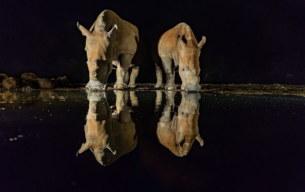 White Rhinos art print by Ning Lin for $57.95 CAD