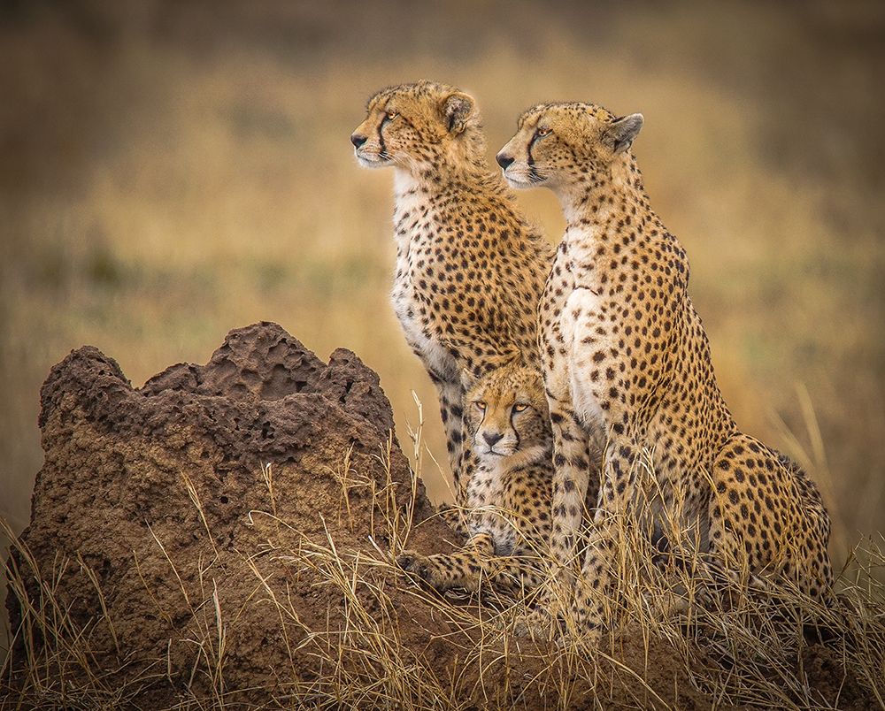 Serengeti Cheetahs art print by Melissa Theil for $57.95 CAD