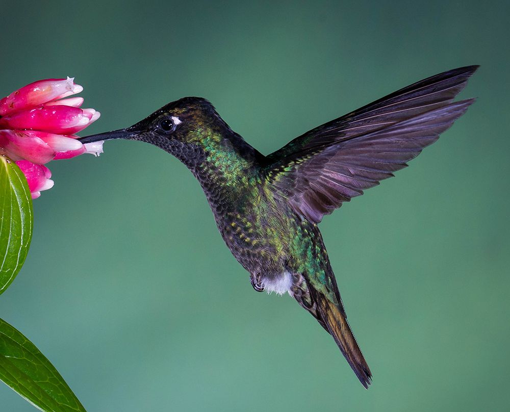 Costa Rican Hummingbird art print by Melissa Theil for $57.95 CAD