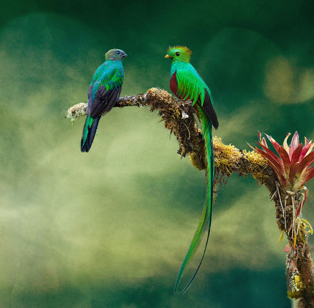 Quetzel Couple art print by Melissa Theil for $57.95 CAD