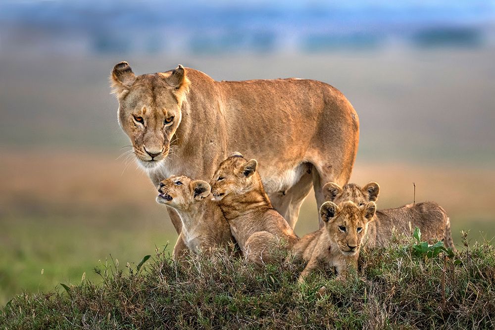 Mom lioness with her cubs art print by Xavier Ortega for $57.95 CAD