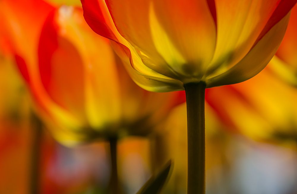 Under the tulip art print by Dorit Berkovits for $57.95 CAD