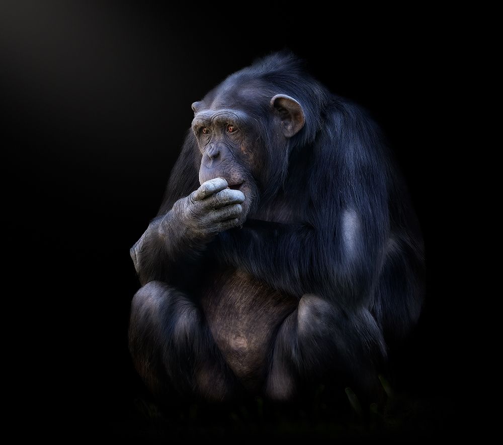 chimpanzee art print by Helena Garcia for $57.95 CAD