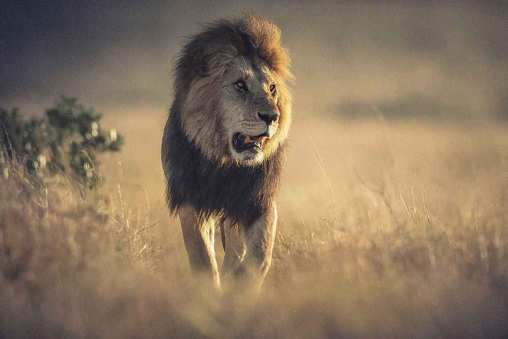 The King art print by Ahmed Sobhi for $57.95 CAD