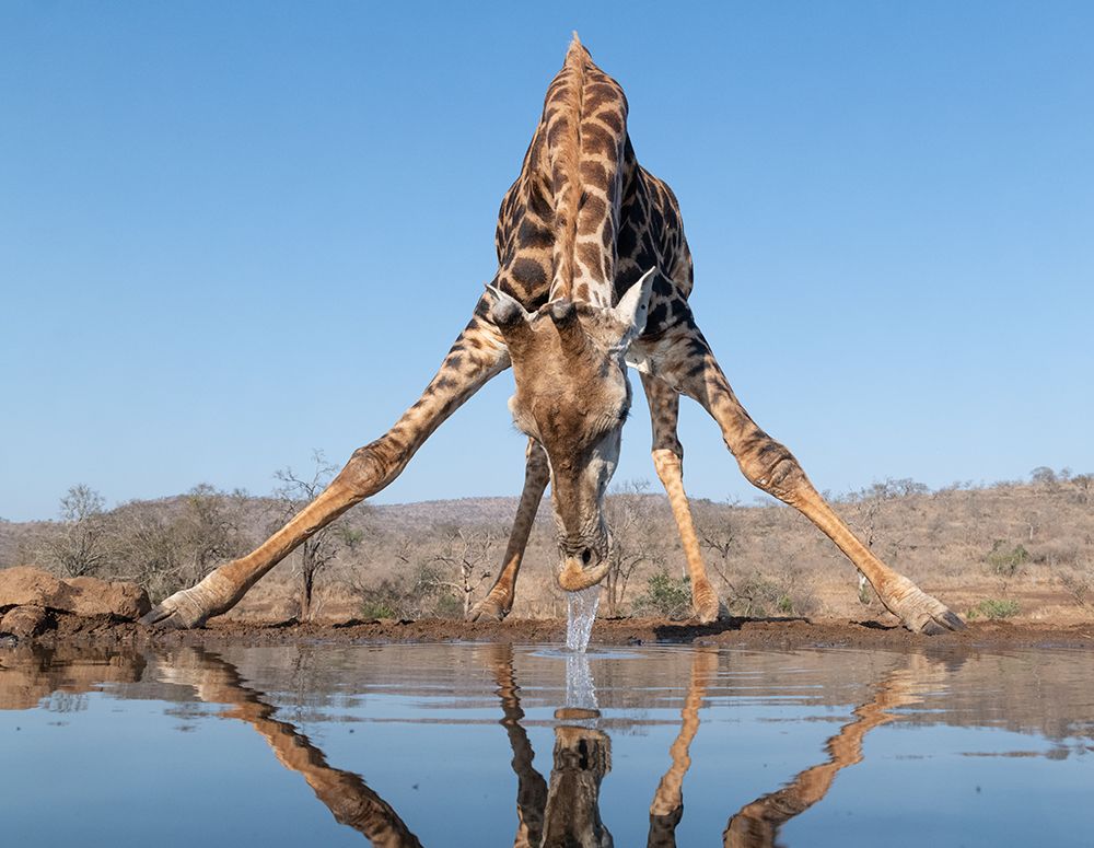 Giraffe Drinking Water art print by Bart Michiels for $57.95 CAD