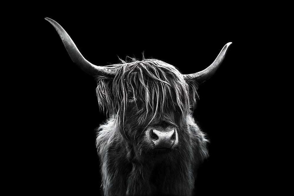 Long hair cattle art print by Jie Jin for $57.95 CAD