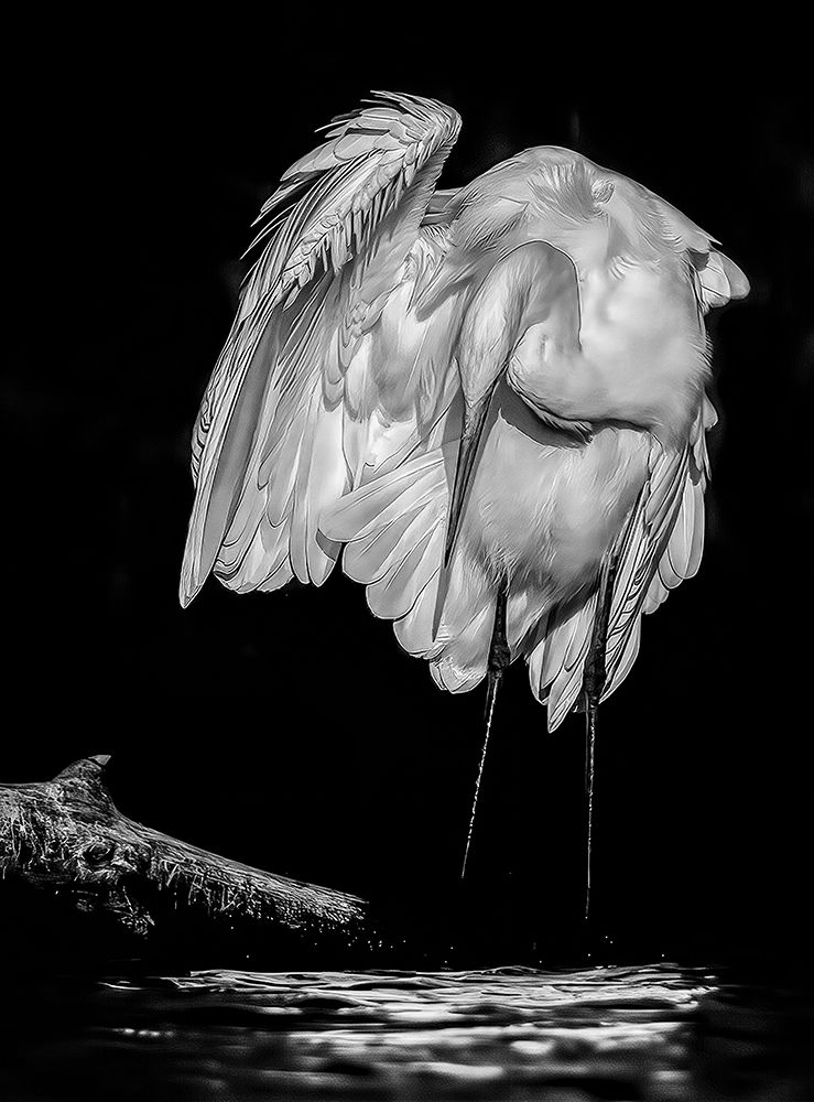 Great White Egret art print by Jan Van Der for $57.95 CAD